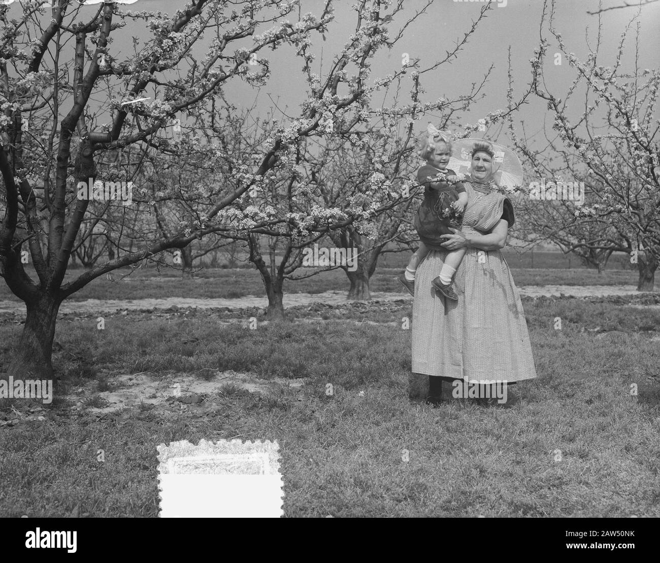 Pruimenbloesem Zeeland Data: 16 aprile 1952 luogo: Zeeland Parole Chiave: Fiori, alberi, frutta, costumi Foto Stock