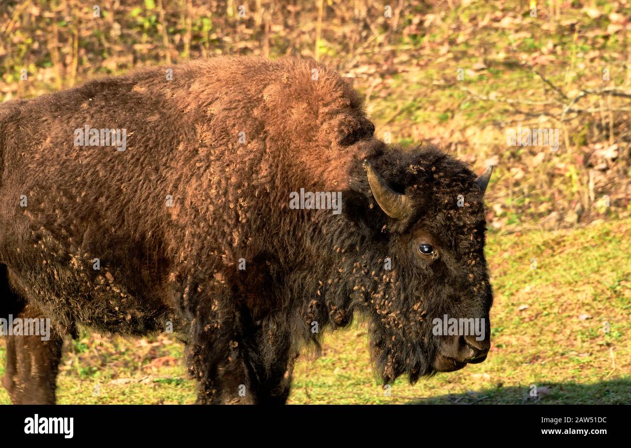 Single Bison che esce dalla foresta prendendo alcuni raggi del sole. Foto Stock Single Bison che esce dalla foresta prendendo alcuni raggi del sole. Foto Stock