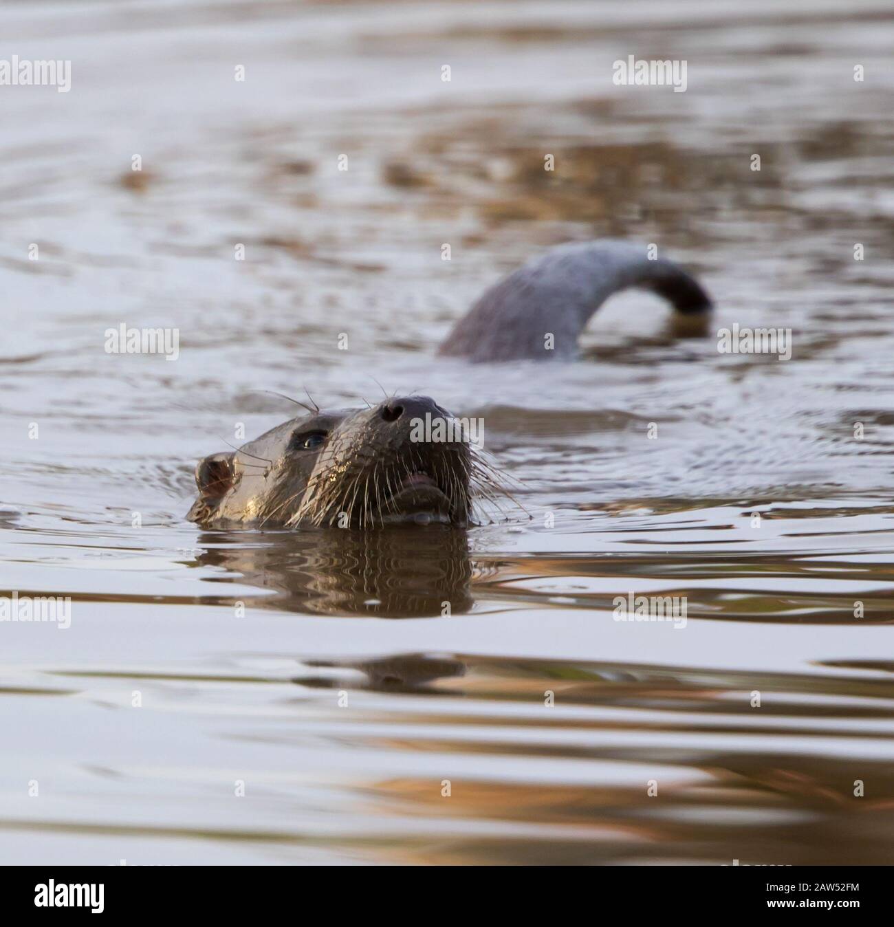 Superfici di lontra del cane dopo l'immersione per il pesce Foto Stock