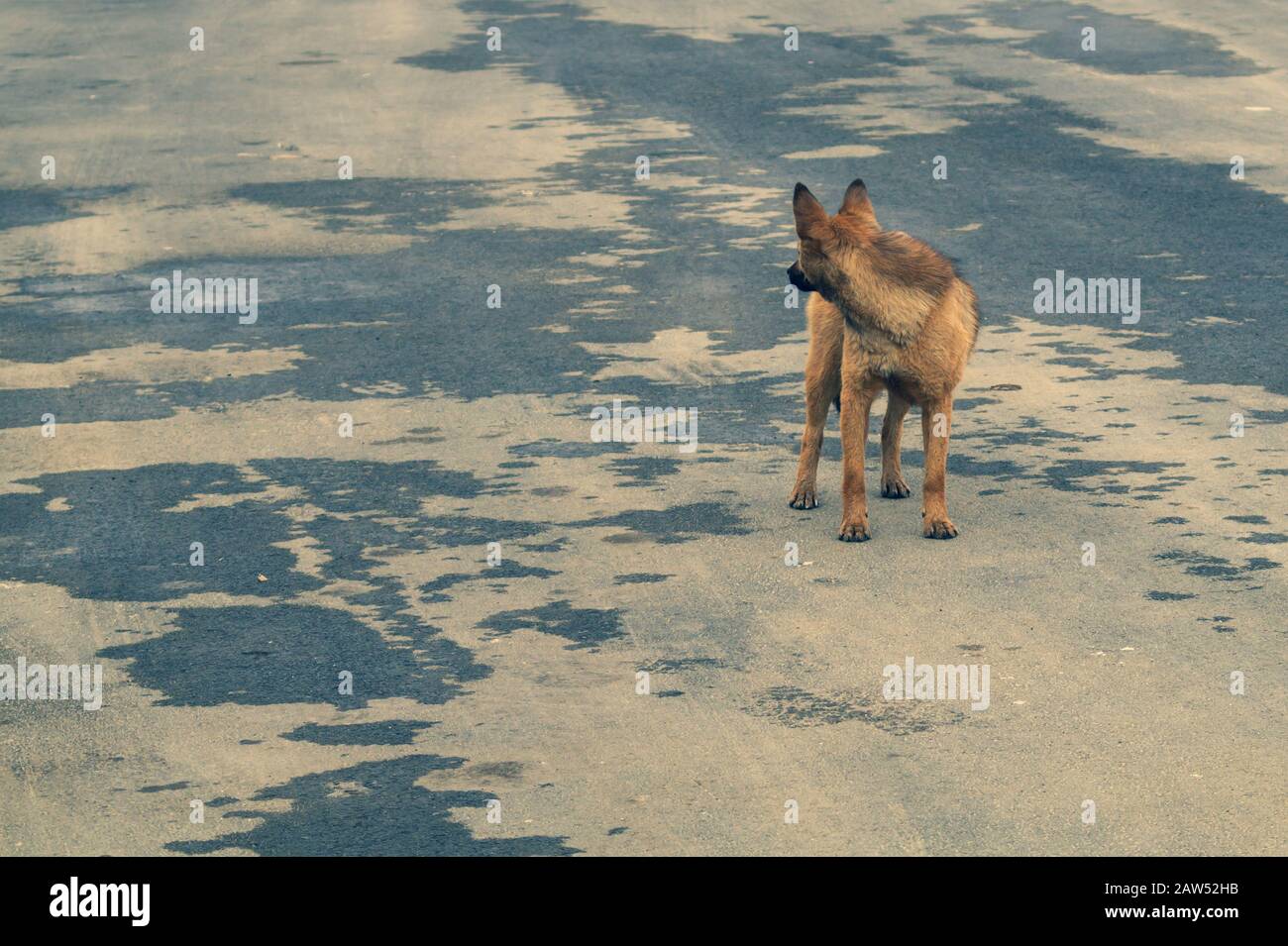Cane senza tetto sulla strada. Cane misto razza Foto Stock