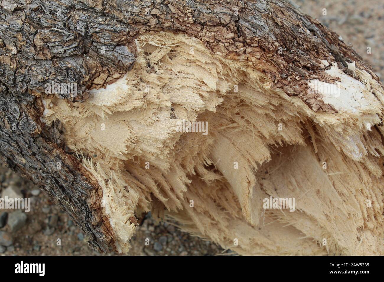 Infranto dalla neve d'inverno e dal vento del deserto del Mojave meridionale, questo Brevifolia Yucca, nativo del Parco Nazionale di Joshua Tree, rivela il suo tessuto interno. Foto Stock