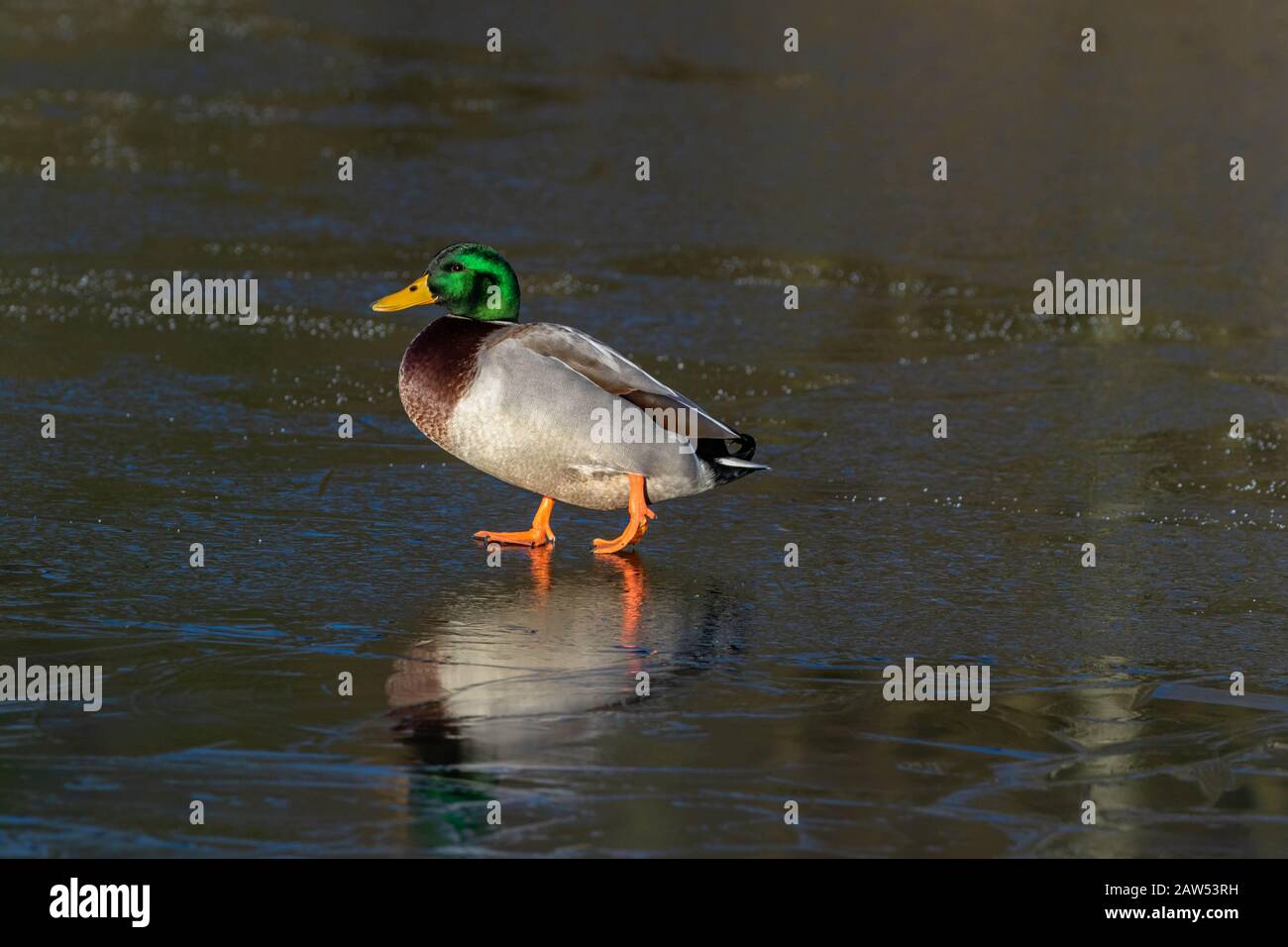 Un mallard maschile (drake) a piedi su un lago ghiacciato a Baildon, Yorkshire, Inghilterra. Foto Stock