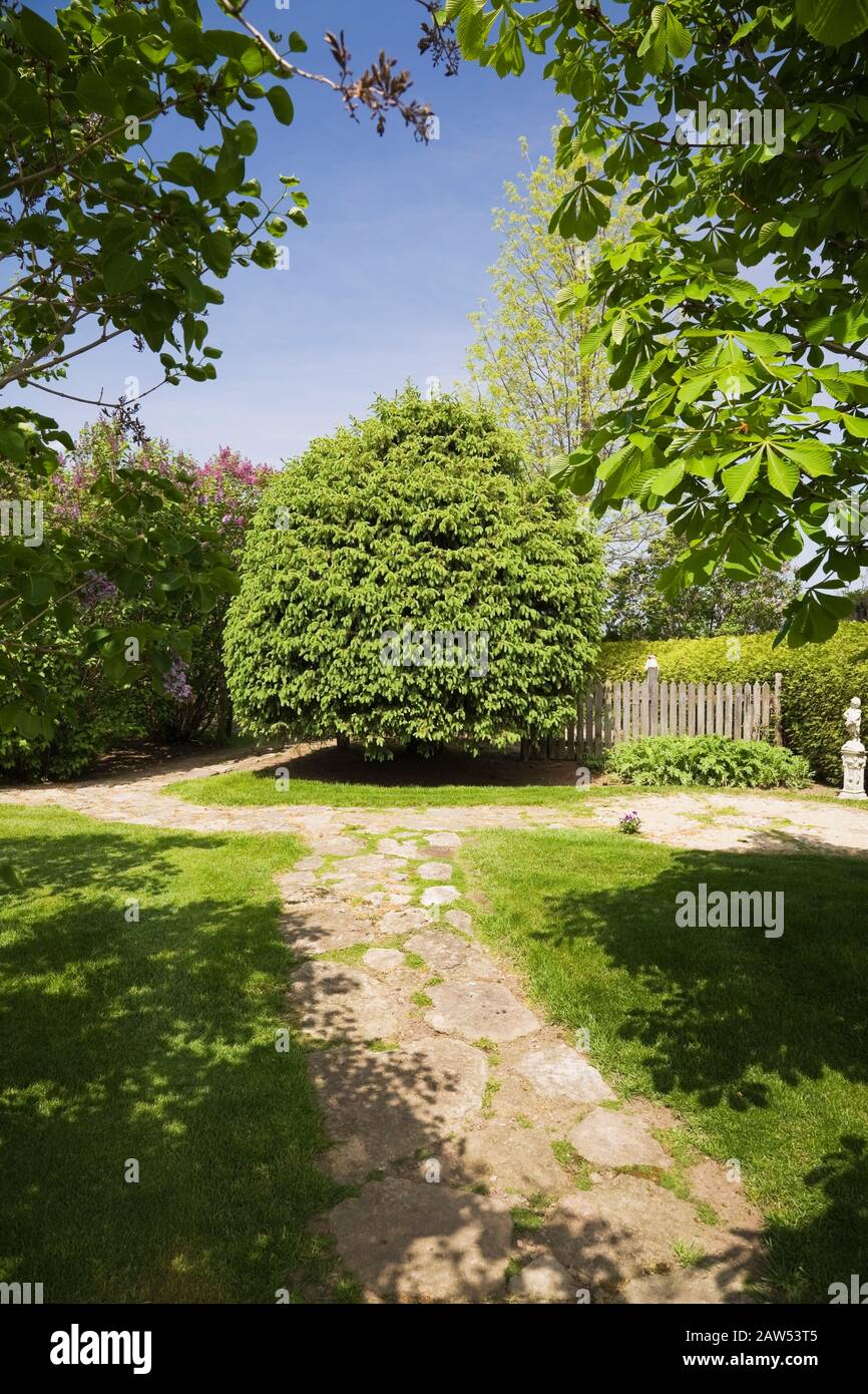 Prato verde erba con sentieri lastricati e conico Picea - Abete albero in cortile giardino rustico in primavera. Foto Stock