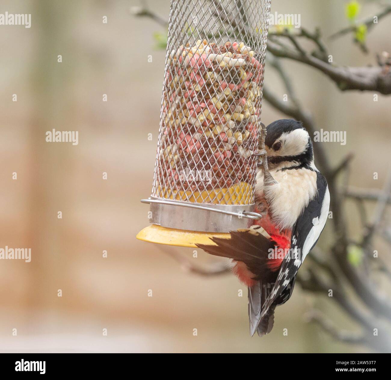 Un grande picchio spottato (Regno Unito) su un alimentatore di uccelli. Foto Stock
