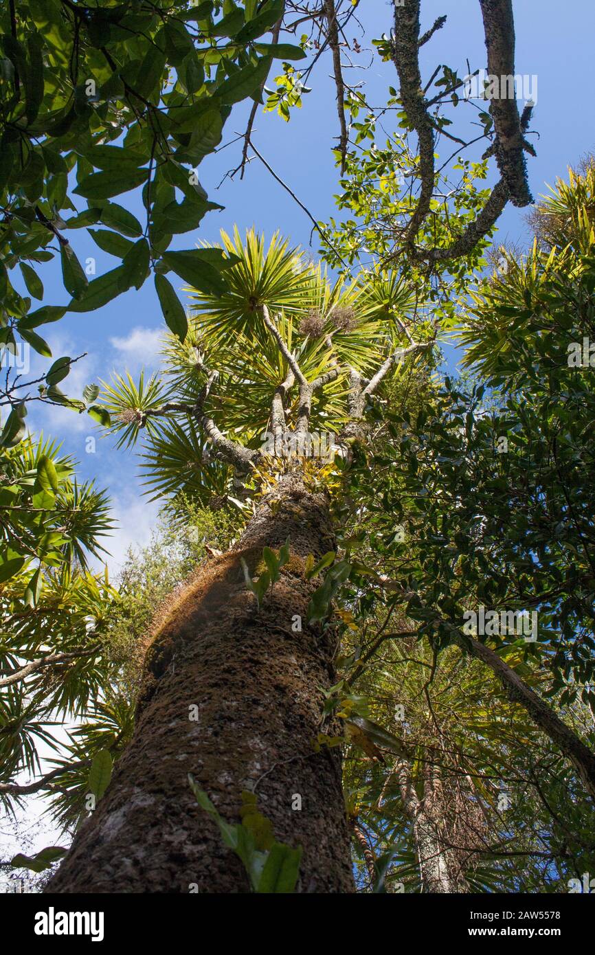 Guardando sotto dalla base di un grande, alto albero di cavolo. Stabilito vecchio albero, nativo di NZ, maori nome ti Kouka. Muschio lichen sul tronco. Foto Stock