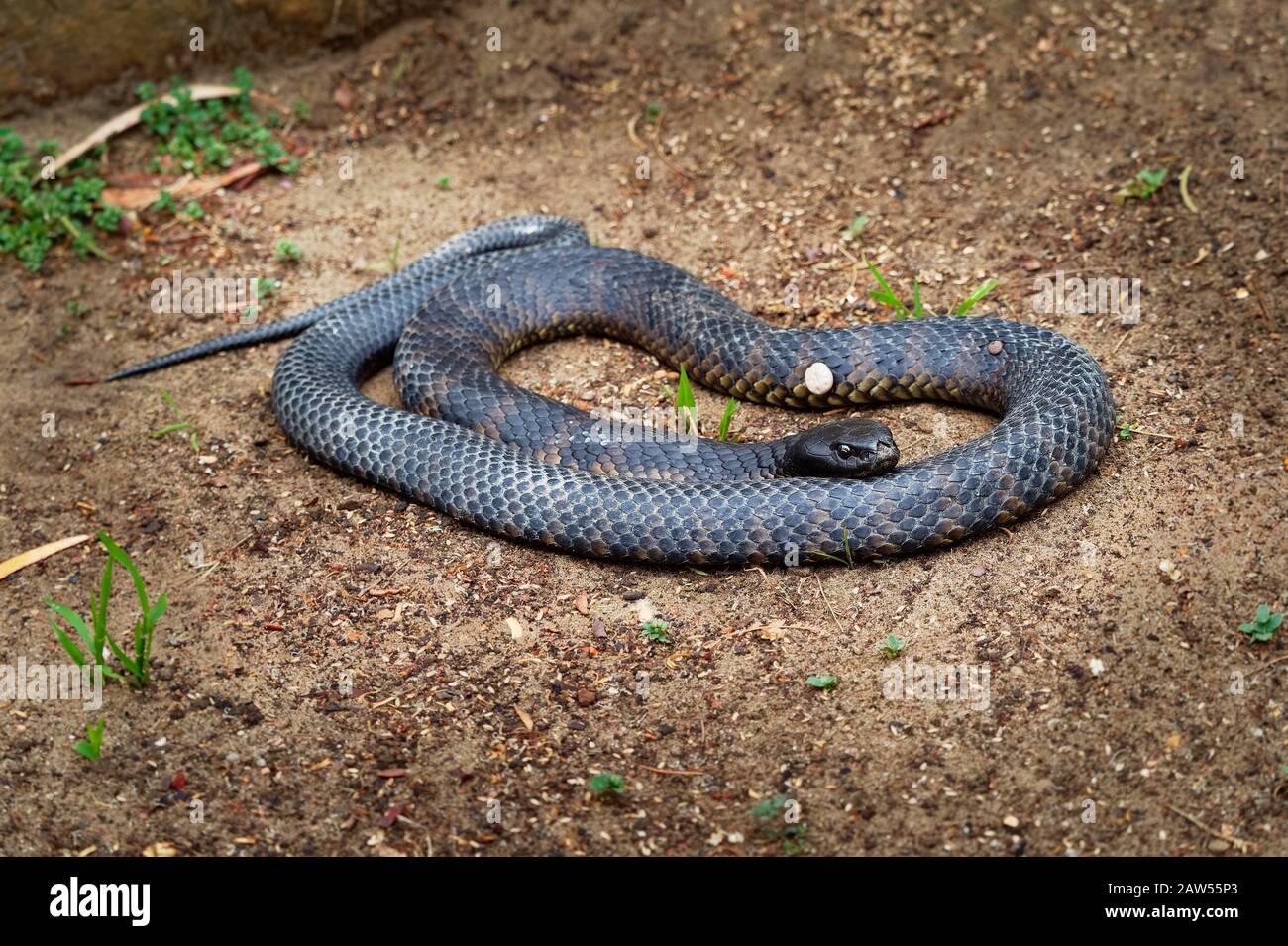 Serpente marrone orientale - Pseudonaja textilis anche il serpente marrone comune, è un serpente molto velenoso della famiglia Elapidae, nativo ad est e centrale Foto Stock