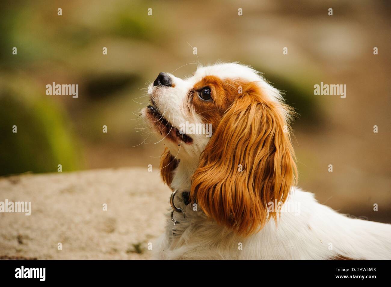 Cavalier King Charles Spaniel cane ritratto all'aperto Foto Stock