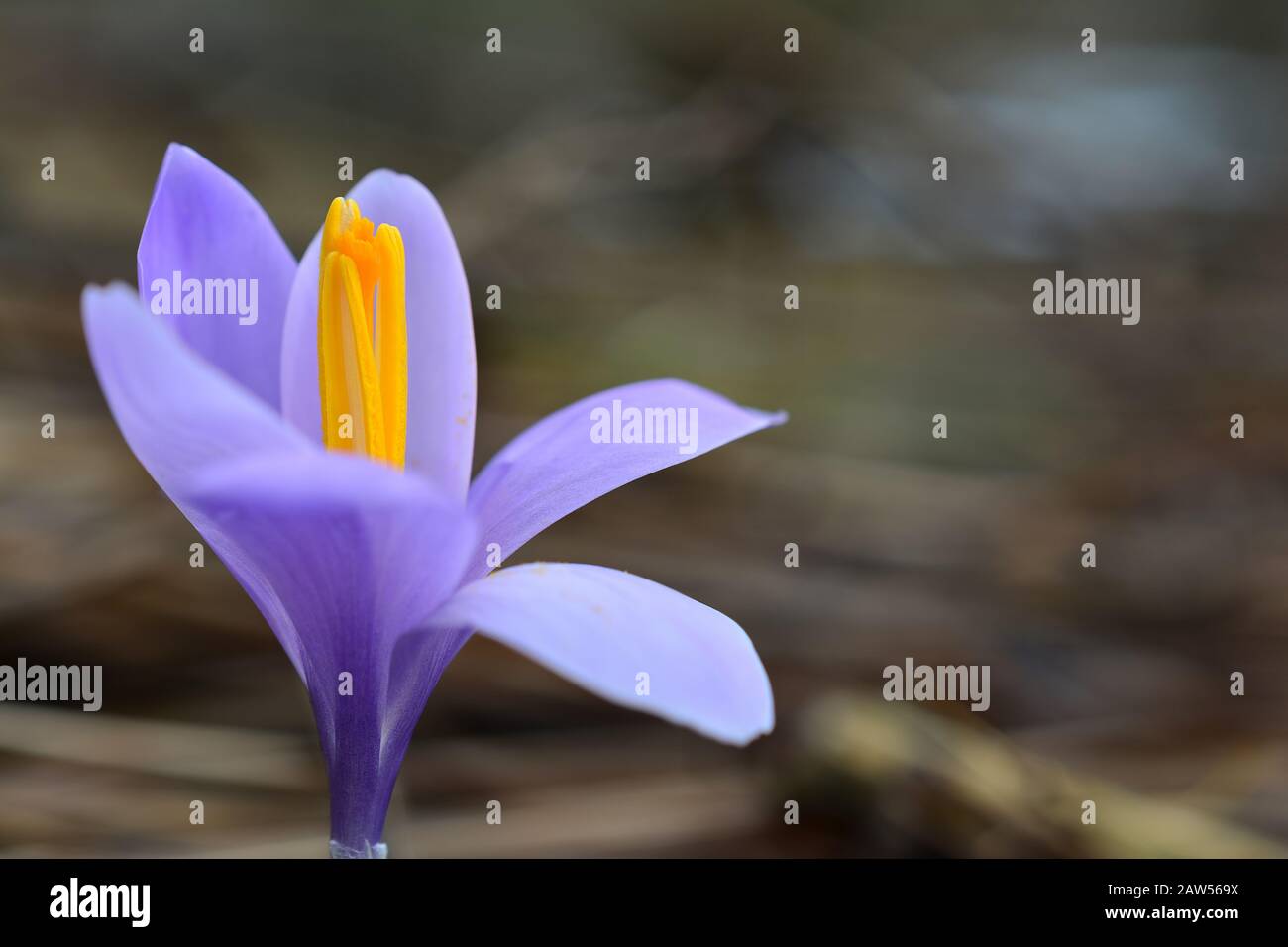 Un singolo croco viola in fiore su sfondo grigio sfocato Foto Stock