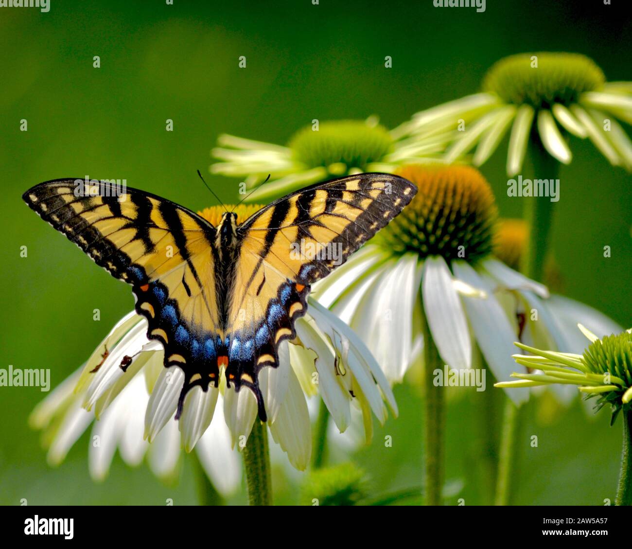 Una tigre orientale swallowtail farfalla alights su un coneflower bianco. Altri coneflowers sfocano mentre si affievolisce sullo sfondo verde. Foto Stock