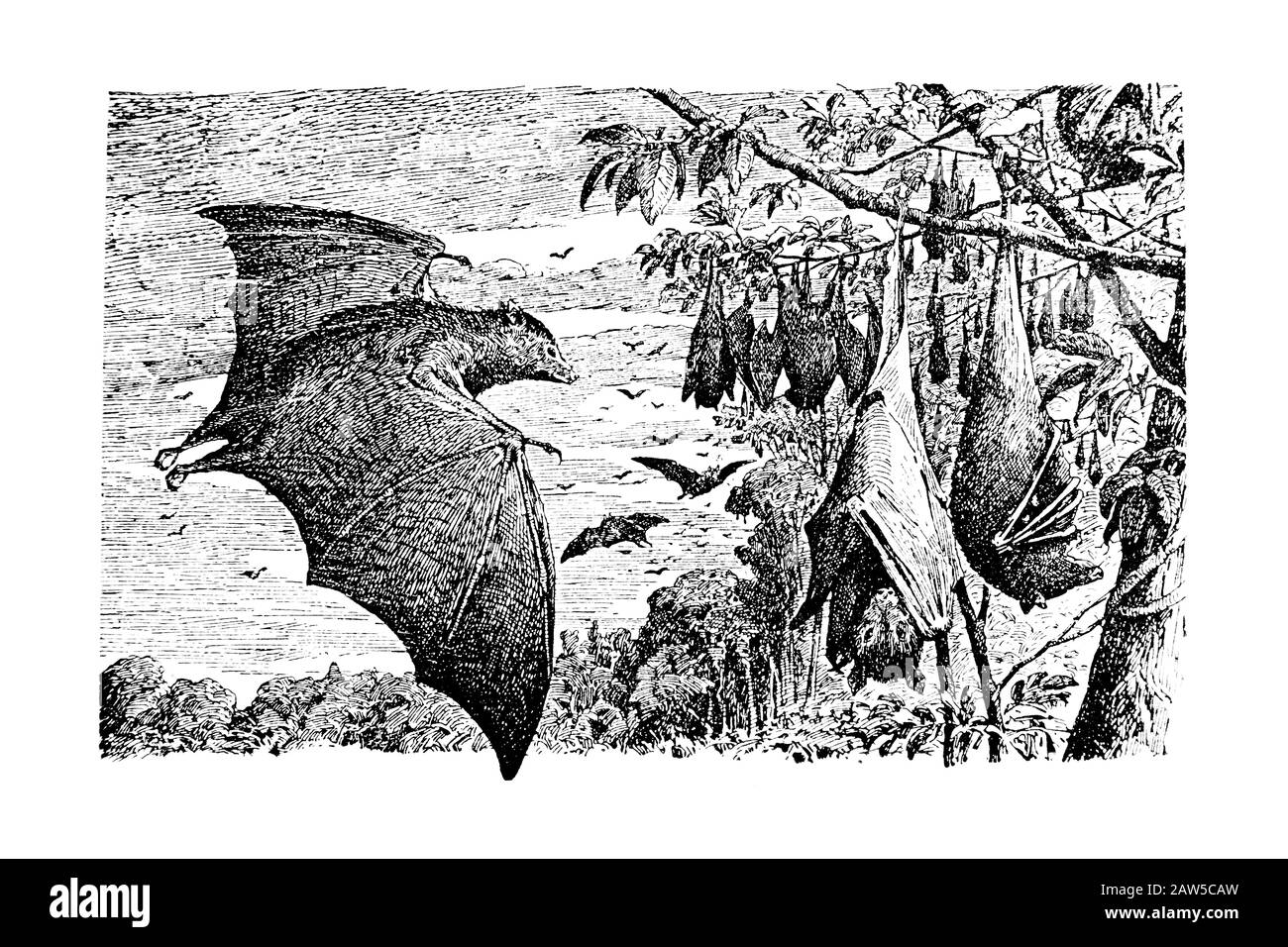 Pipistrello Pteropus - Vintage Illustrazione Incisa 1889 Foto Stock