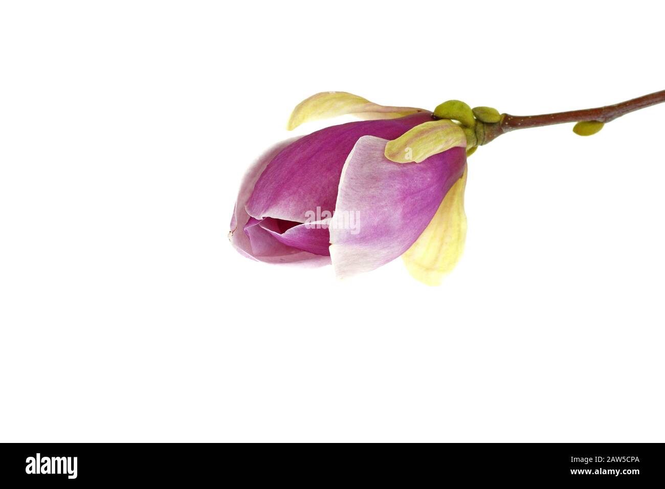 magnolia fiore isolato su sfondo bianco Foto Stock