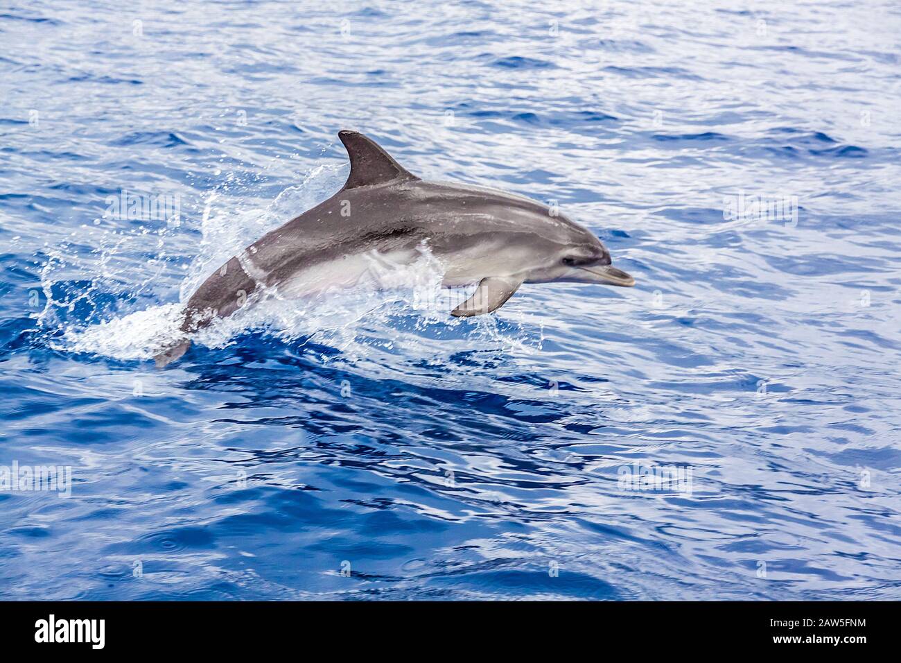 Dolphin salta fuori dell'acqua Foto Stock