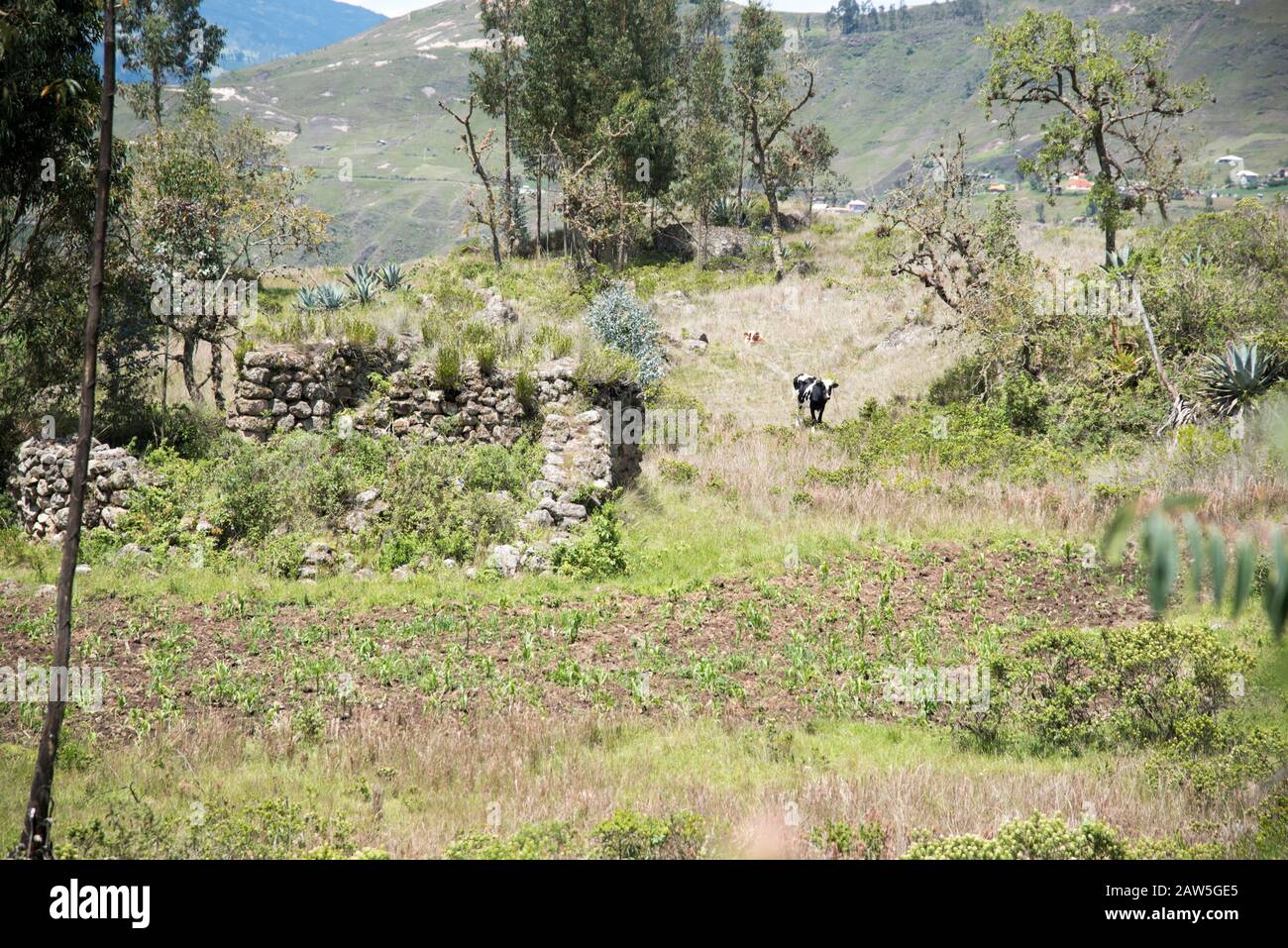 Le pareti pre-Inca sono tutte quelle che rimangono delle rovine di Shabalula presso Il Complesso archeologico di Chobshi fuori Cuenca, Ecuador. Foto Stock