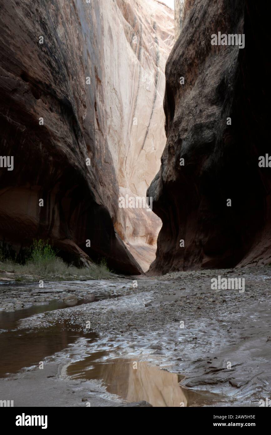 La luce riflessa illumina lo stretto passaggio in Halls Creek Narrows. Foto Stock