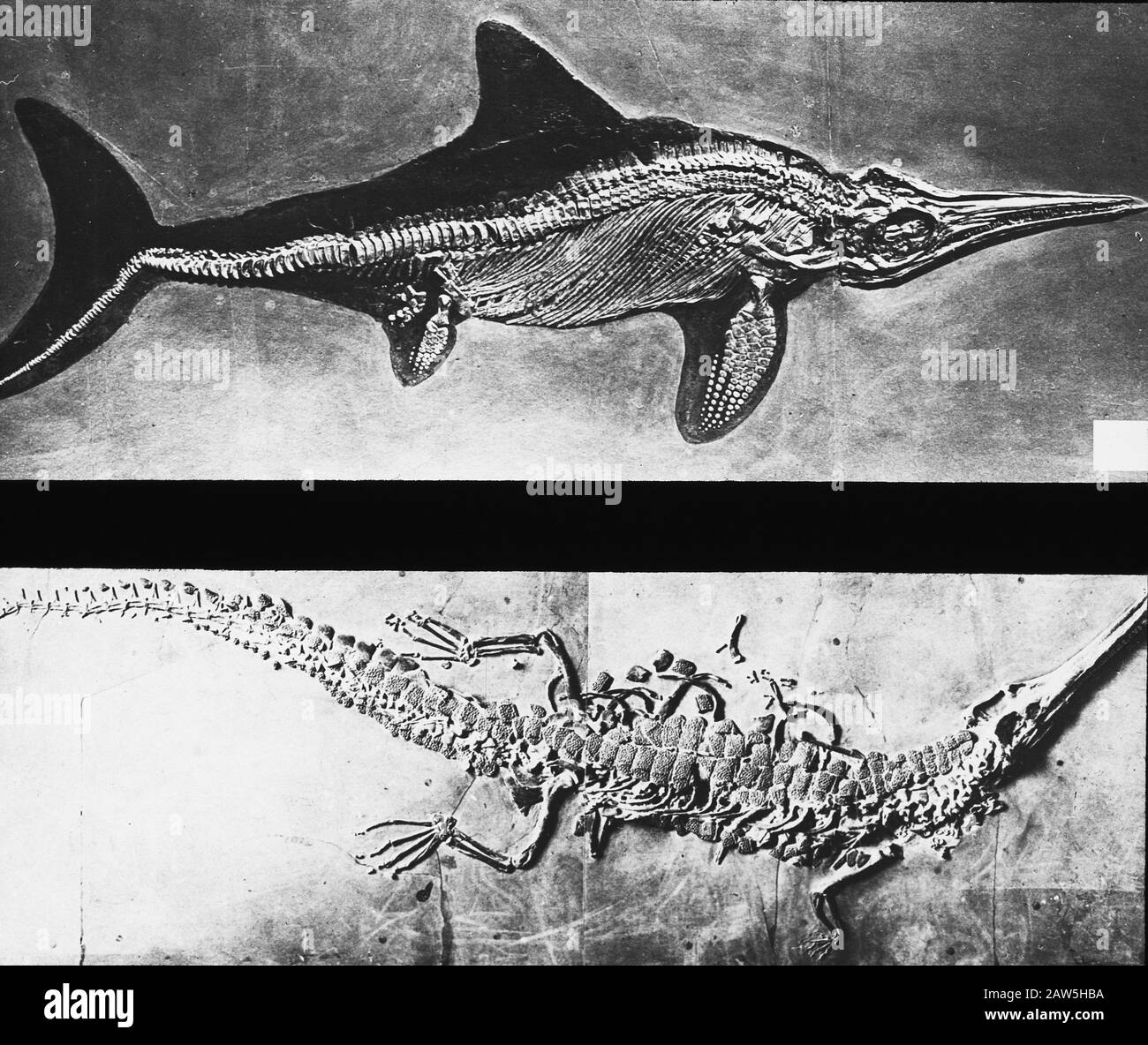 Fotomicrografia / Data: Parole Chiave dense: Geologia Nome Persona: Monster bosturf Foto Stock