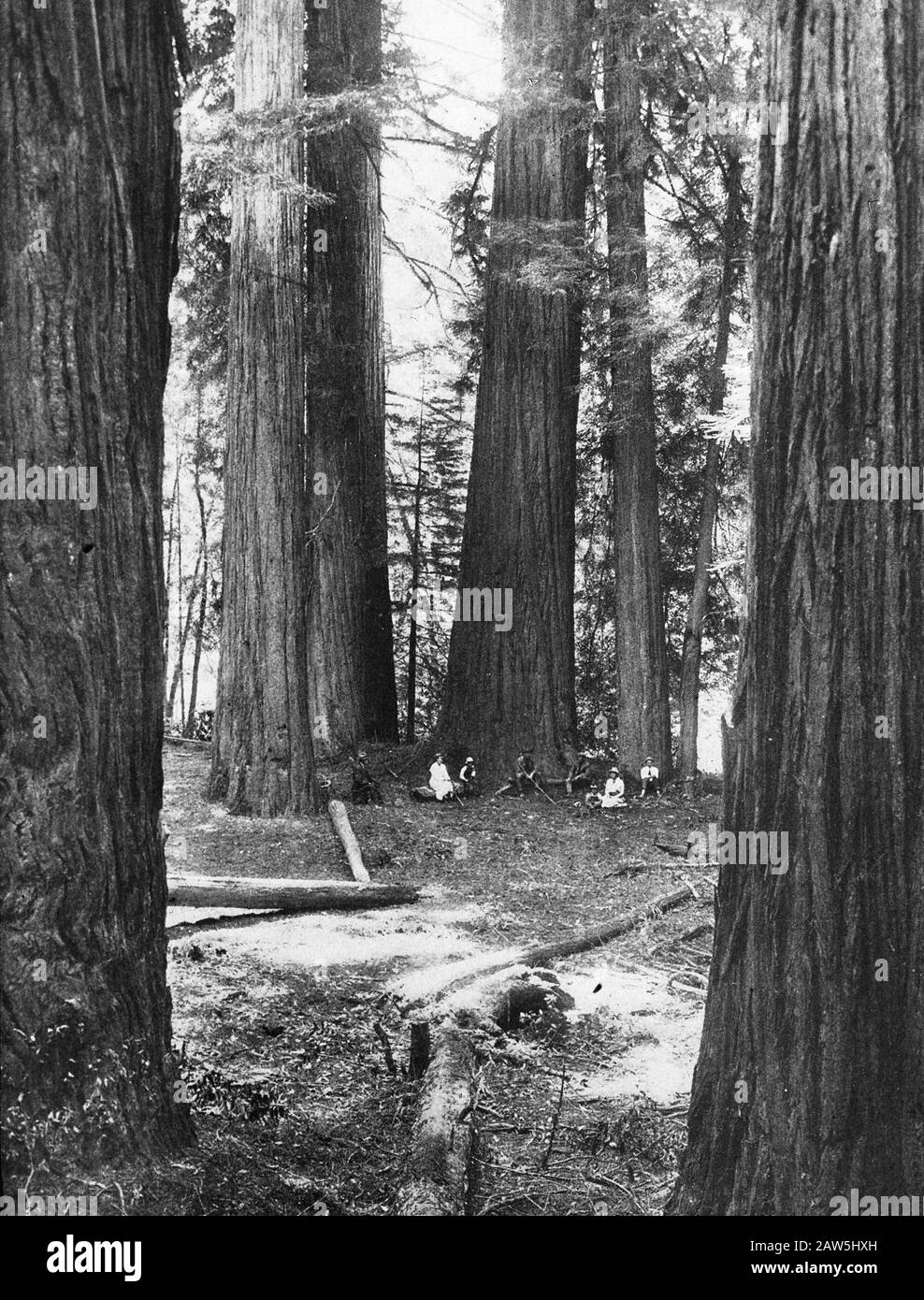 Alberi di conifere, foreste, viali, botaniche, Sequoia gigantea, CA Data: Non data posizione: California Parole Chiave: Alberi, foreste, botaniche, viali, resinosi Nome Persona : sequoia gigantea Foto Stock