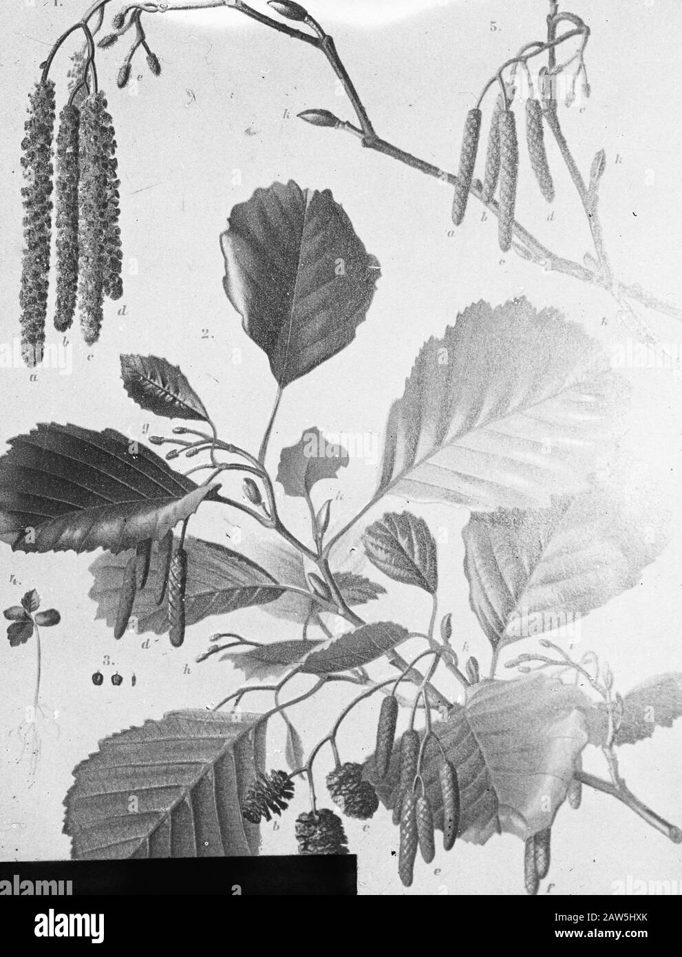 Decidue, alberi, foreste, viali, botaniche, alnus vulgaris Data: Parole Chiave dense: Alberi, foreste, botaniche, viali, latifoglie Nome Persona: Alnus vulgaris Foto Stock