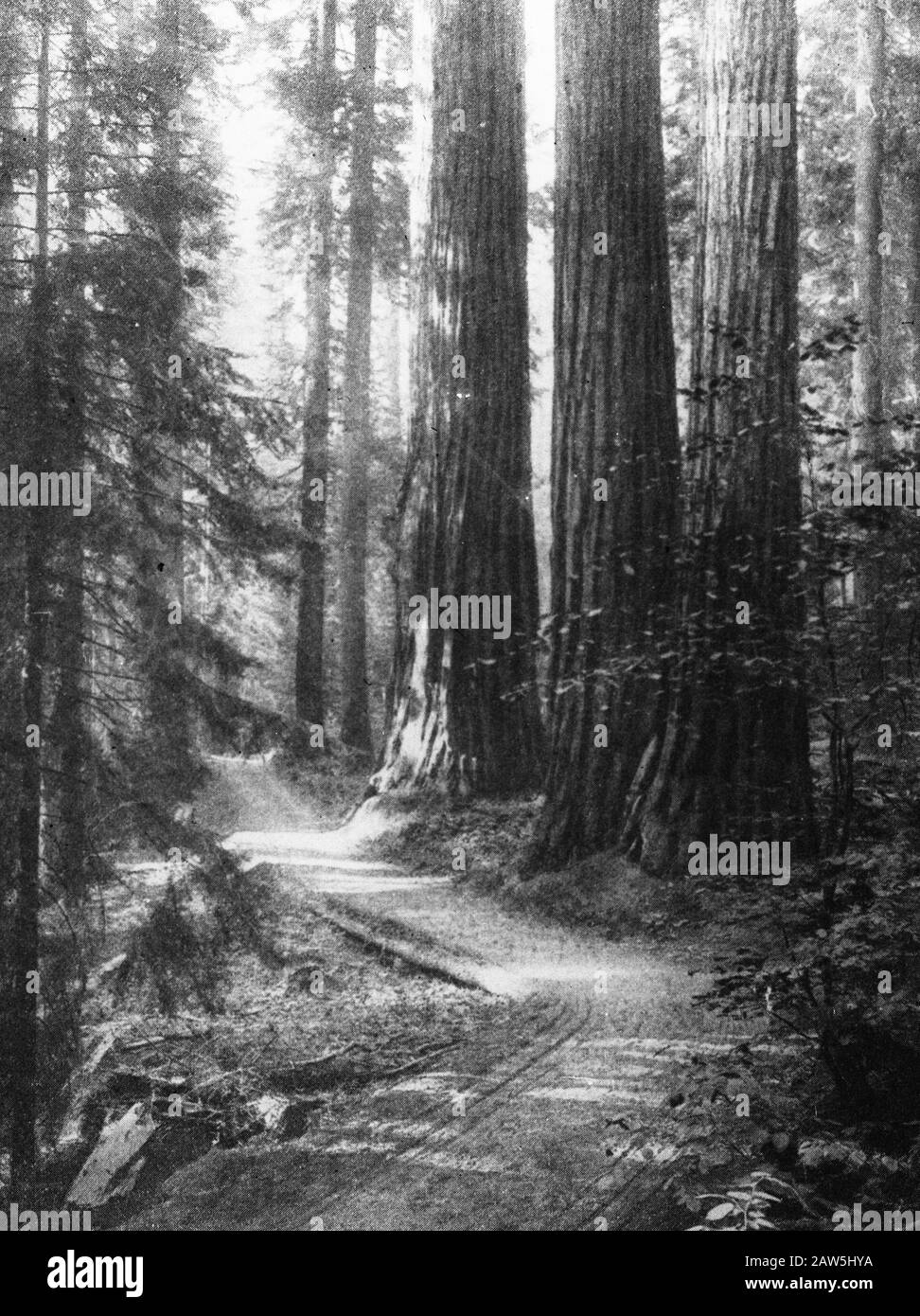 Alberi di conifere, foreste, viali, botaniche, Sequoia gigantea, CA Data: Non data posizione: California Parole Chiave: Alberi, foreste, botaniche, viali, resinosi Nome Persona : sequoia gigantea Foto Stock