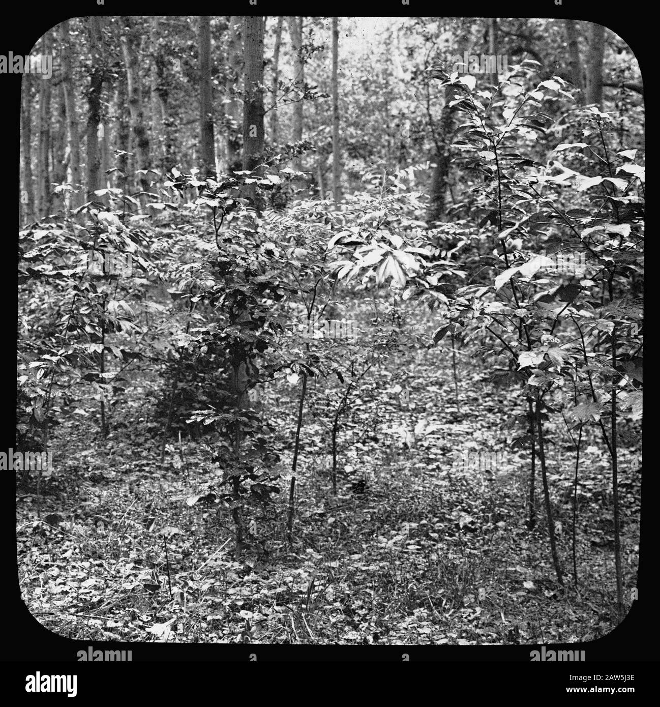 Decidue, alberi, foreste, viali, botaniche, querce Data: Parole Chiave dense: Alberi, foreste, botaniche, viali, latifoglie Nome Persona: Quercia Foto Stock