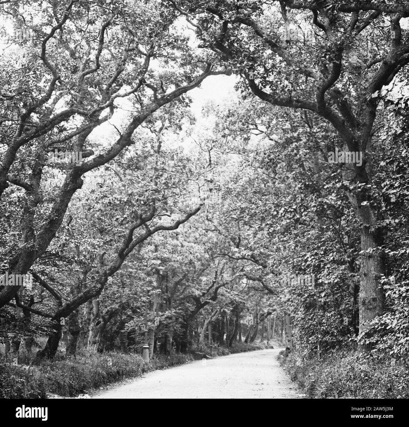 Decidue, alberi, foreste, viali, botaniche, querce Data: Parole Chiave dense: Alberi, foreste, botaniche, viali, latifoglie Nome Persona: Quercia Foto Stock