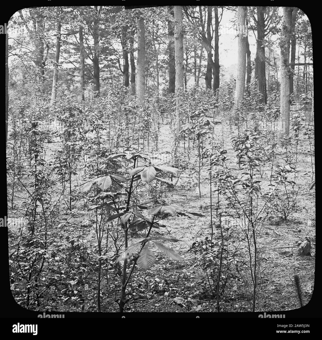 Decidue, alberi, foreste, viali, botaniche, querce Data: Parole Chiave dense: Alberi, foreste, botaniche, viali, latifoglie Nome Persona: Quercia Foto Stock