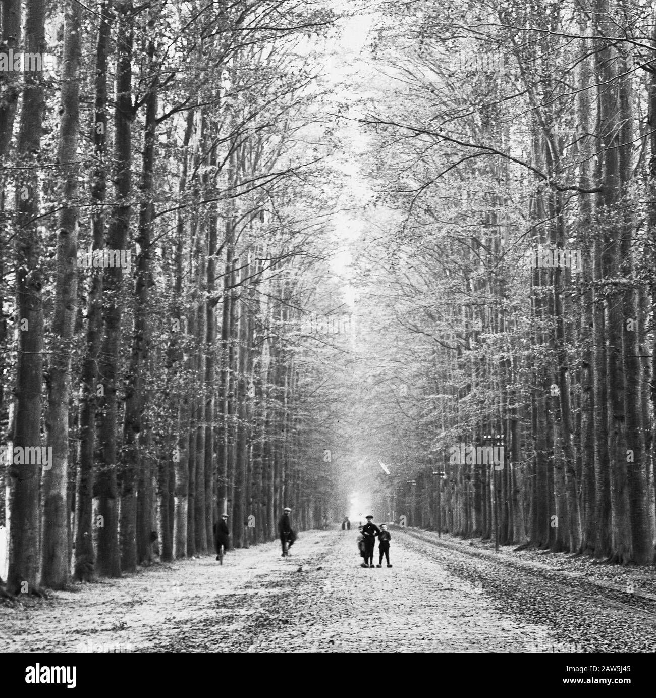 Decidue, alberi, foreste, viali, botaniche, faggi Data: Parole Chiave dense: Alberi, foreste, botaniche, viali, latifoglie Nome Persona: Faggio Foto Stock