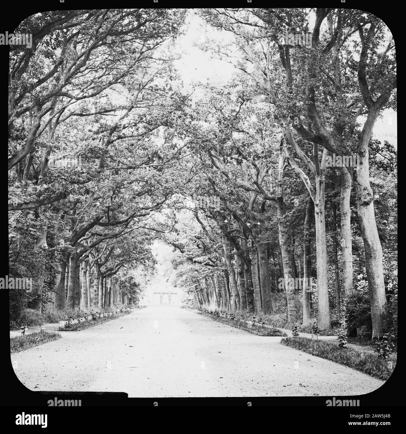 Decidue, alberi, foreste, viali, botaniche, querce Data: Parole Chiave dense: Alberi, foreste, botaniche, viali, latifoglie Nome Persona: Quercia Foto Stock