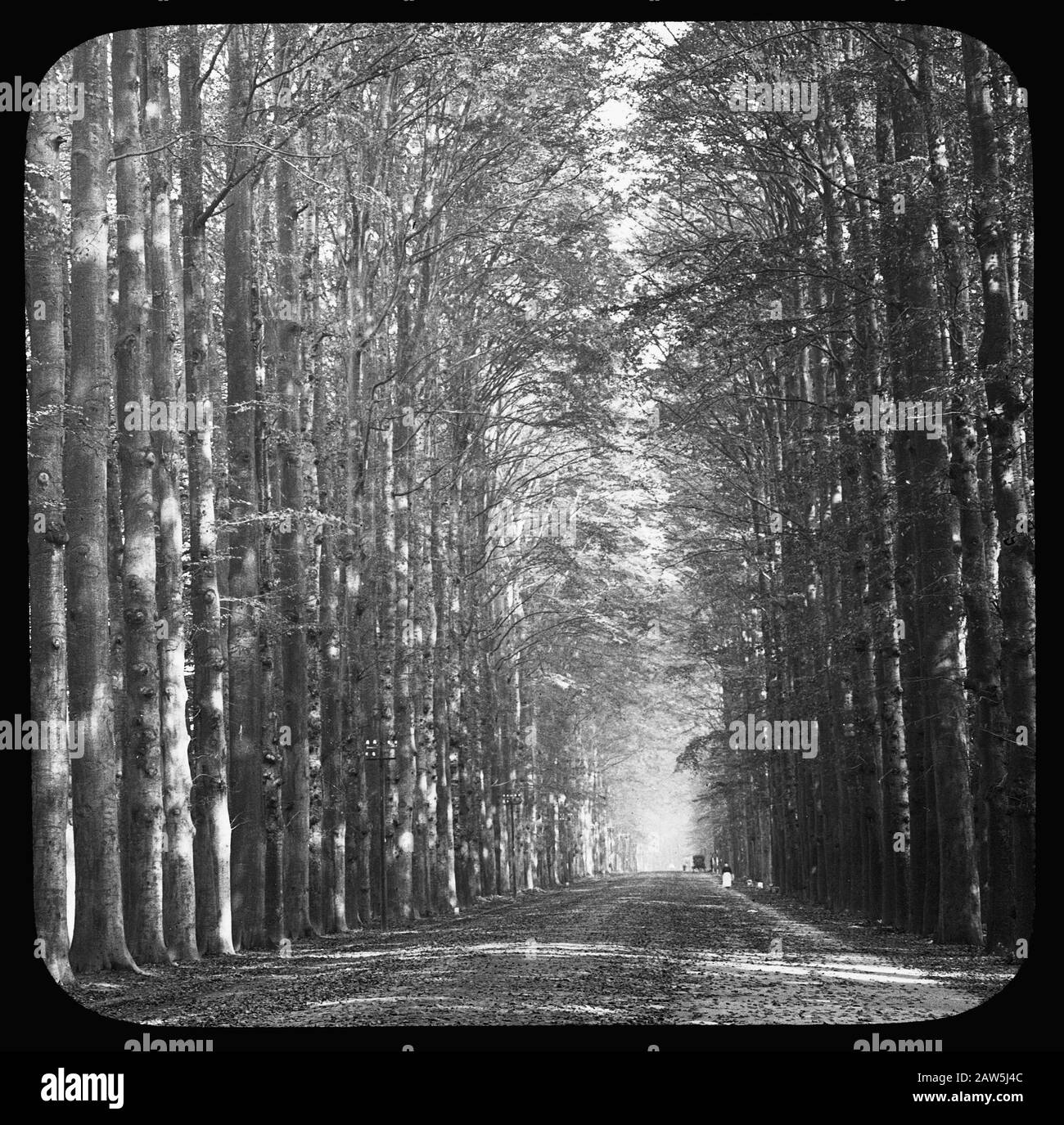 Decidue, alberi, foreste, viali, botaniche, faggi Data: Parole Chiave dense: Alberi, foreste, botaniche, viali, latifoglie Nome Persona: Faggio Foto Stock