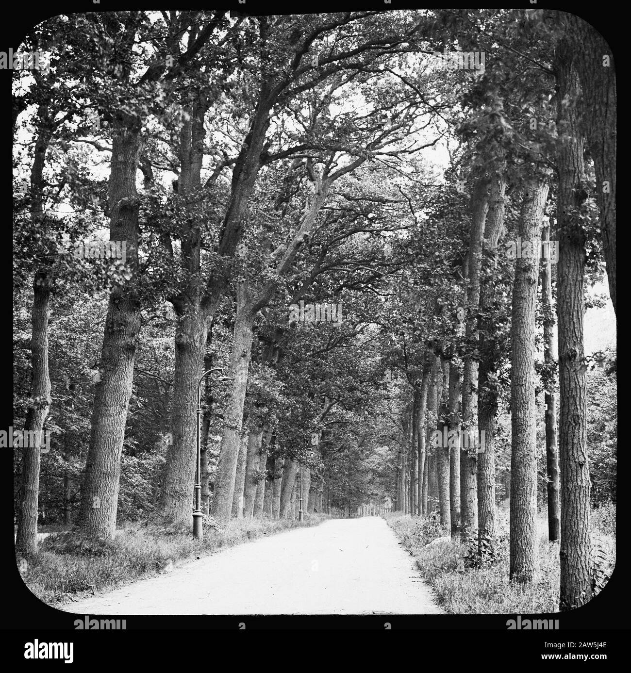 Decidue, alberi, foreste, viali, botaniche, querce Data: Parole Chiave dense: Alberi, foreste, botaniche, viali, latifoglie Nome Persona: Quercia Foto Stock