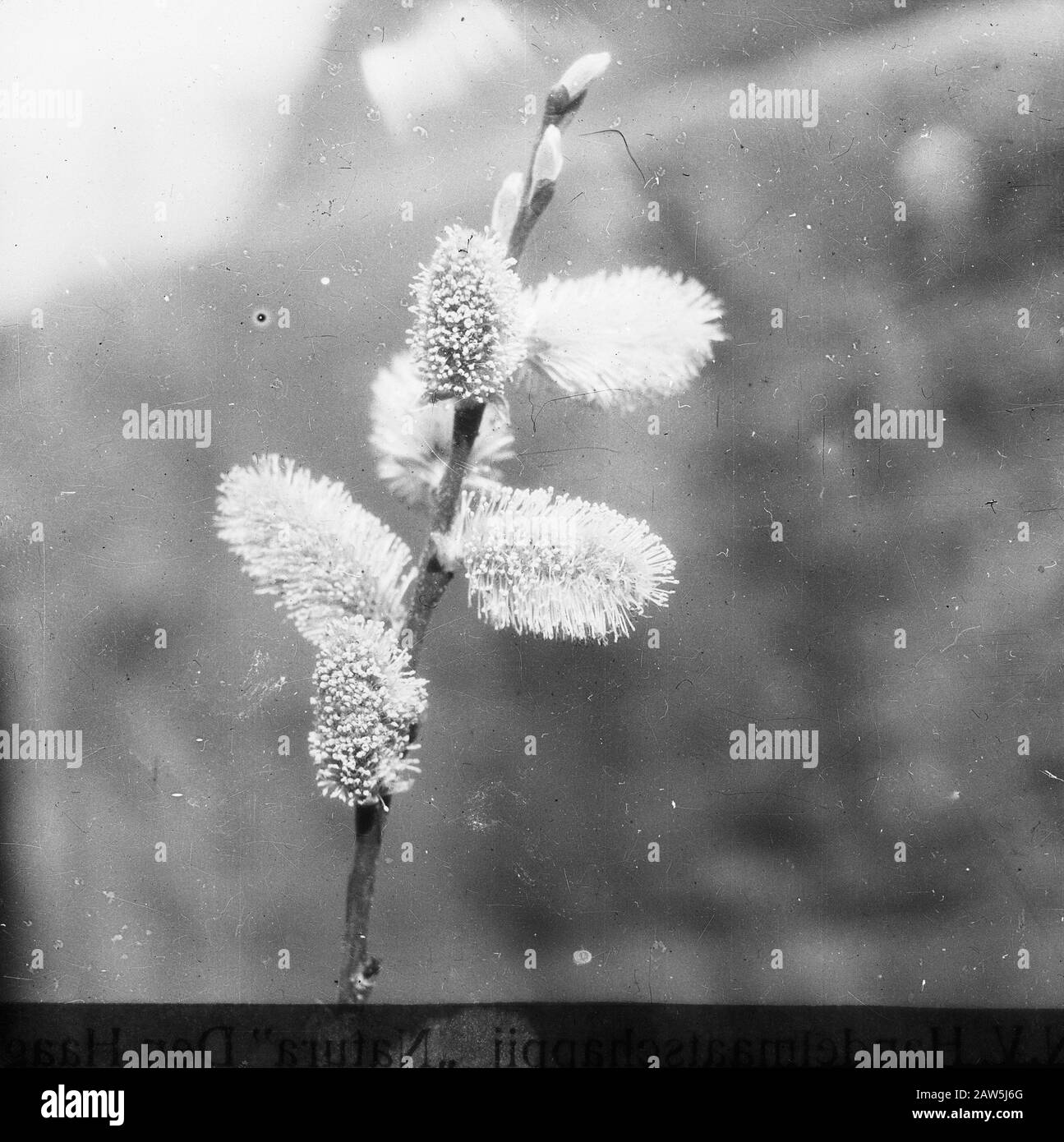 Decidue, alberi, foreste, viali, botaniche, Salix viminalis Data: Parole Chiave dense: Alberi, foreste, botaniche, viali, latifoglie Nome Persona: Salix viminalis Foto Stock