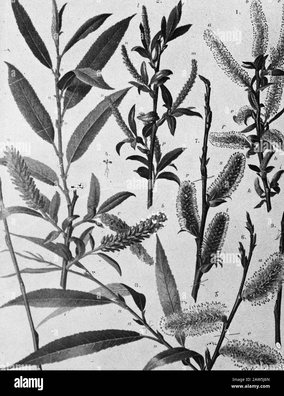 Decidue, alberi, foreste, viali, botaniche, Salix amigdalina Data: Parole Chiave dense: Alberi, foreste, botaniche, viali, latifoglie Nome Persona: Salix amigdalina Foto Stock