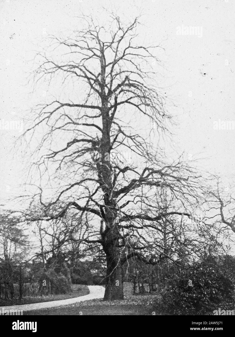 Decidue, alberi, foreste, viali, botaniche, castagni Data: Parole Chiave dense: Alberi, foreste, botaniche, viali, latifoglie Nome Persona: Castagno Foto Stock