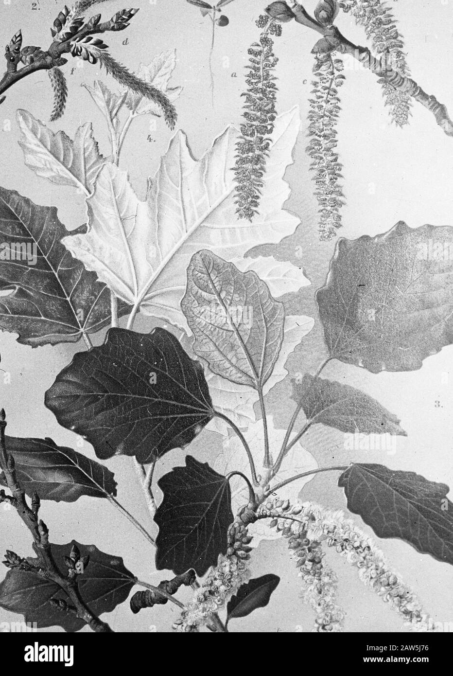 Decidue, alberi, foreste, viali, botaniche, populus alba Data: Parole Chiave dense: Alberi, foreste, botaniche, viali, latifoglie Nome Persona: Populus alba Foto Stock