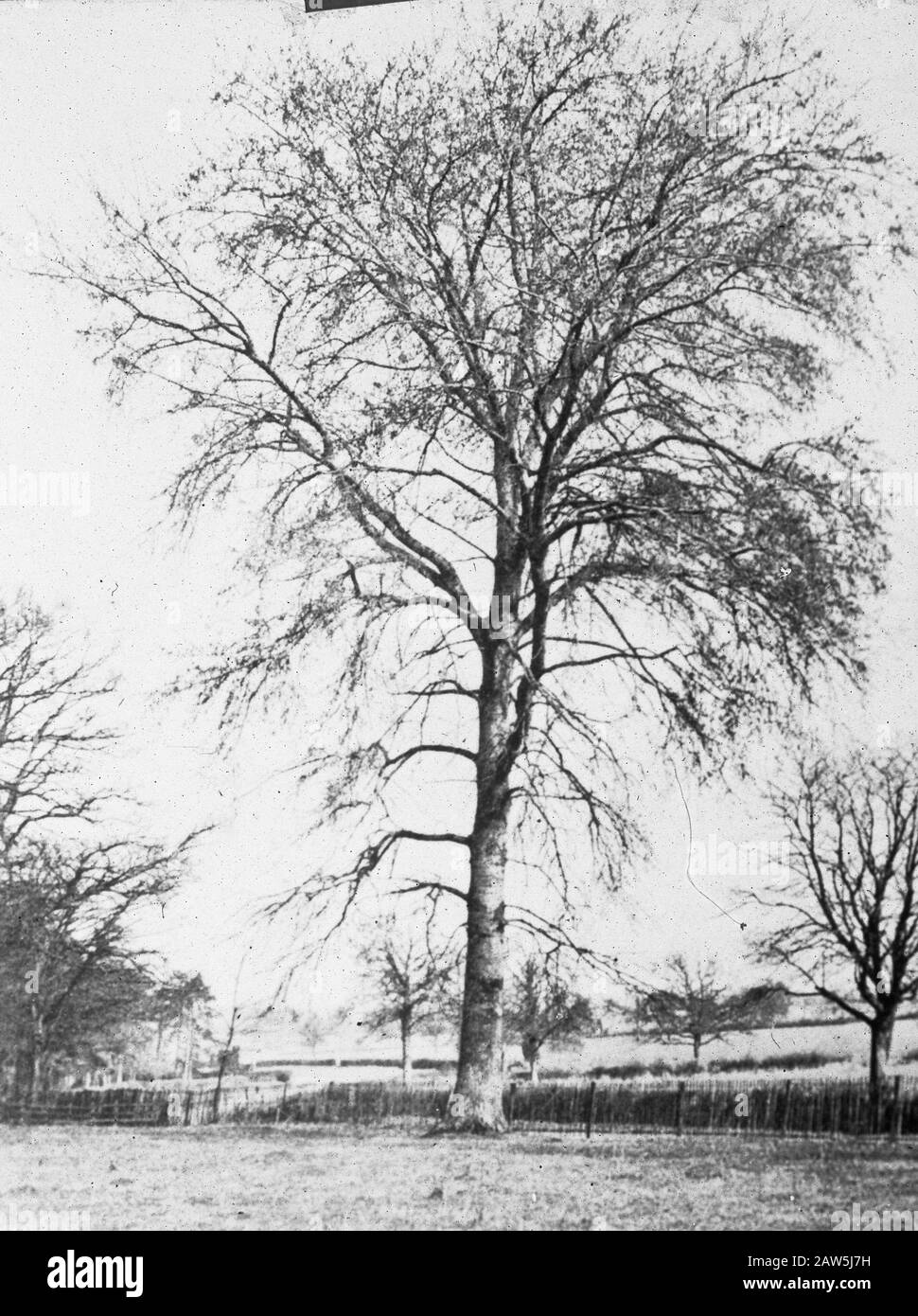 Decidue, alberi, foreste, viali, botaniche, pioppi Data: Parole Chiave dense: Alberi, foreste, botaniche, viali, latifoglie Nome Persona: Pioppo Foto Stock