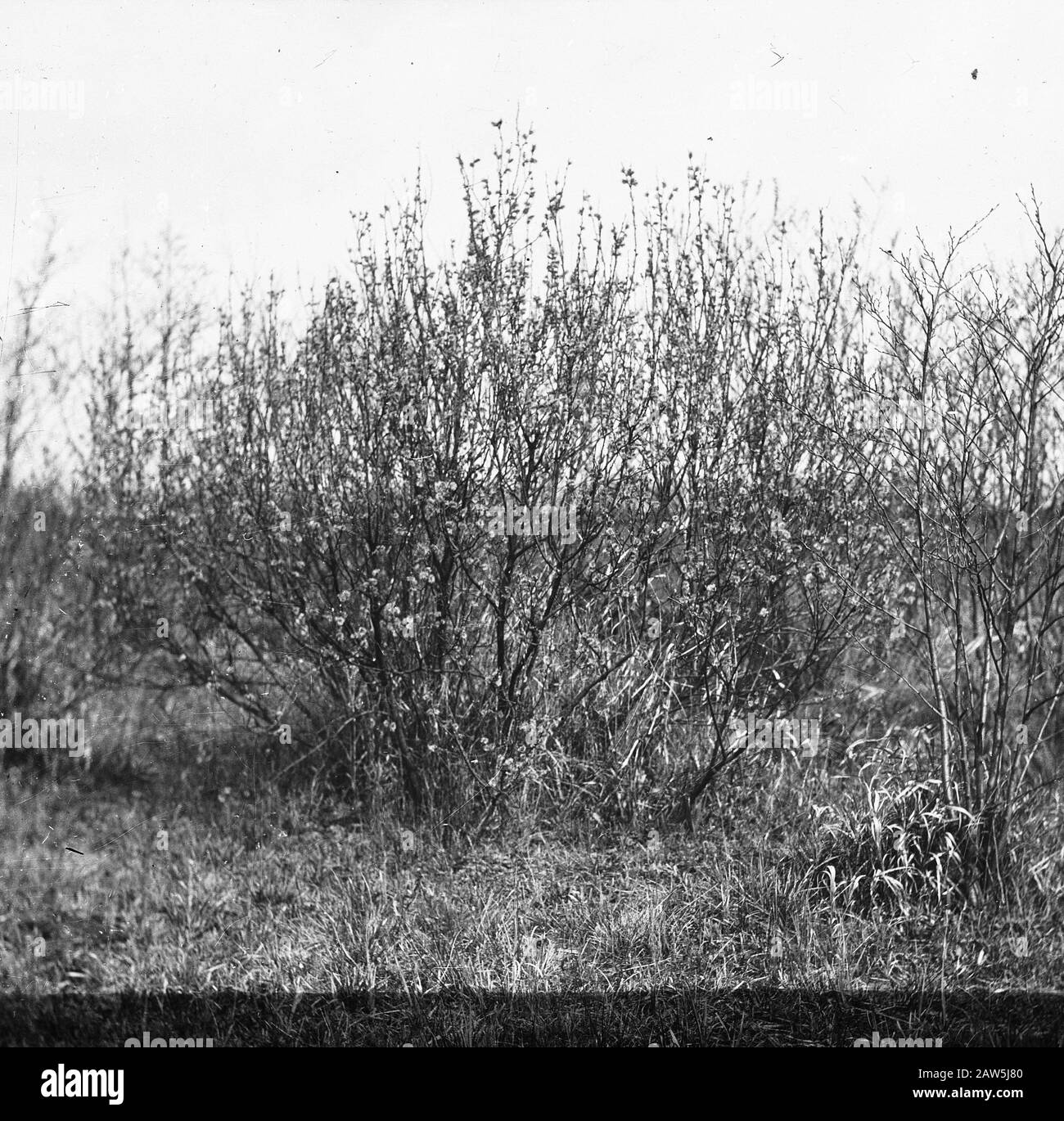 Decidue, alberi, foreste, viali, botaniche, Salix caprea Data: Parole Chiave dense: Alberi, foreste, botaniche, viali, latifoglie Nome Persona: Salix caprea Foto Stock