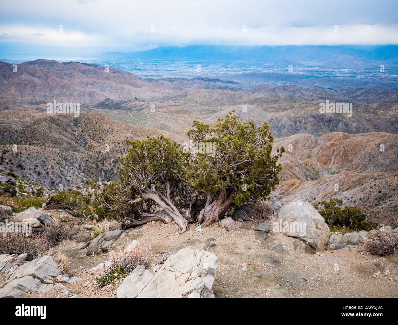 Piccolo pino stagionato con vista sulla valle del deserto Foto Stock