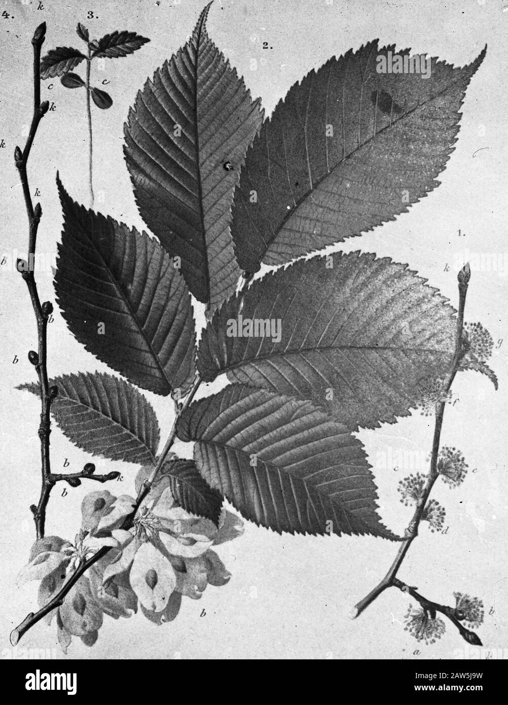 Decidue, alberi, foreste, viali, botaniche, ulmus montana Data: Parole Chiave dense: Alberi, foreste, botaniche, viali, latifoglie Nome Persona: Ulmus montana Foto Stock