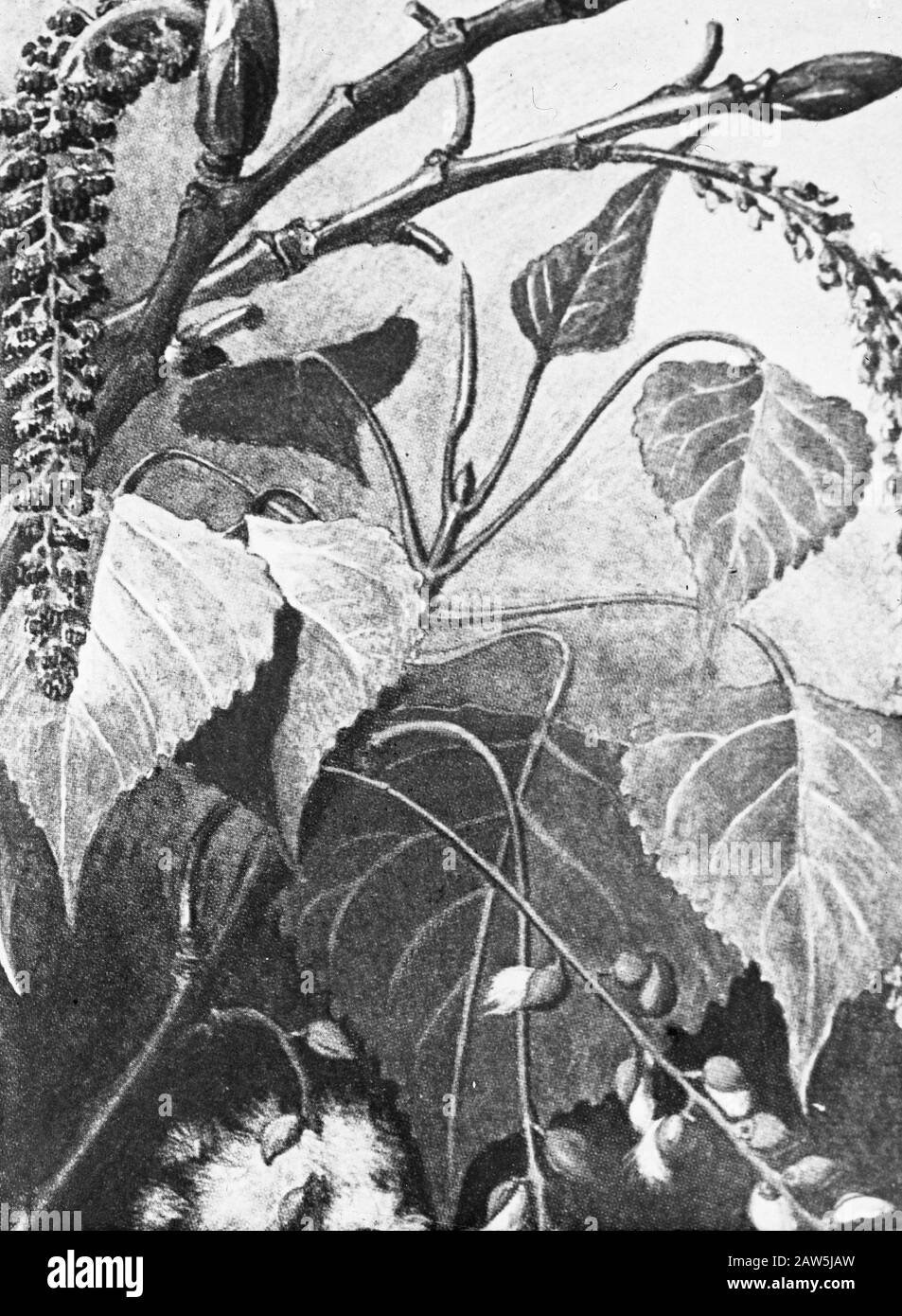 Decidue, alberi, foreste, viali, botaniche, populus Data: Parole Chiave dense: Alberi, foreste, botaniche, viali, latifoglie Nome Persona: Populus Foto Stock