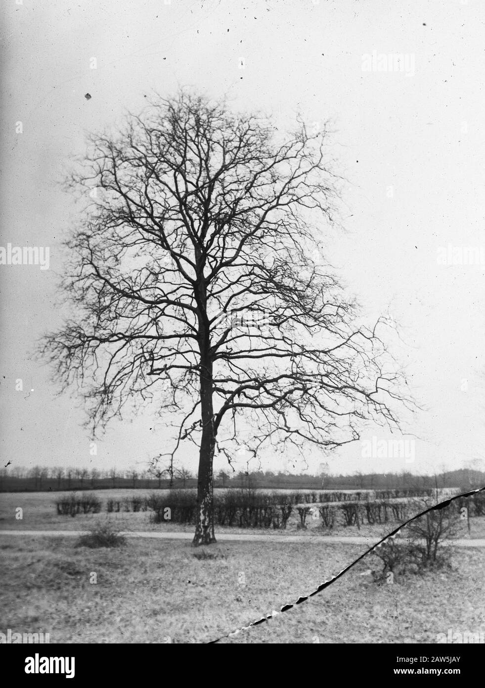 Decidue, alberi, foreste, viali, botaniche, piano Data: Parole Chiave dense: Alberi, foreste, botaniche, viali, latifoglie Nome Persona: Piano Foto Stock