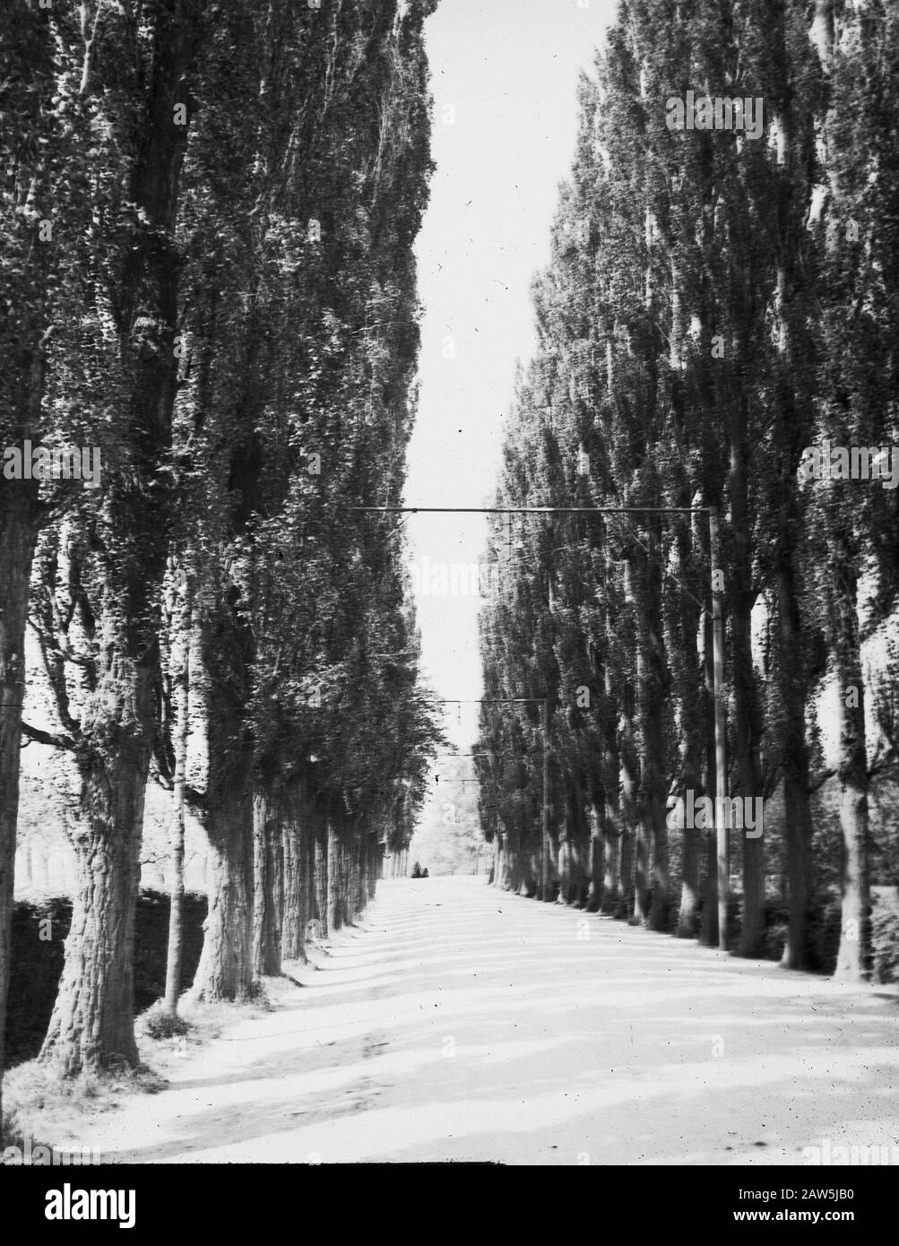 Decidue, alberi, foreste, viali, botaniche, pioppo italiano Data: Parole Chiave dense: Alberi, foreste, botaniche, viali, latifoglie Nome: Pioppo italiano Foto Stock