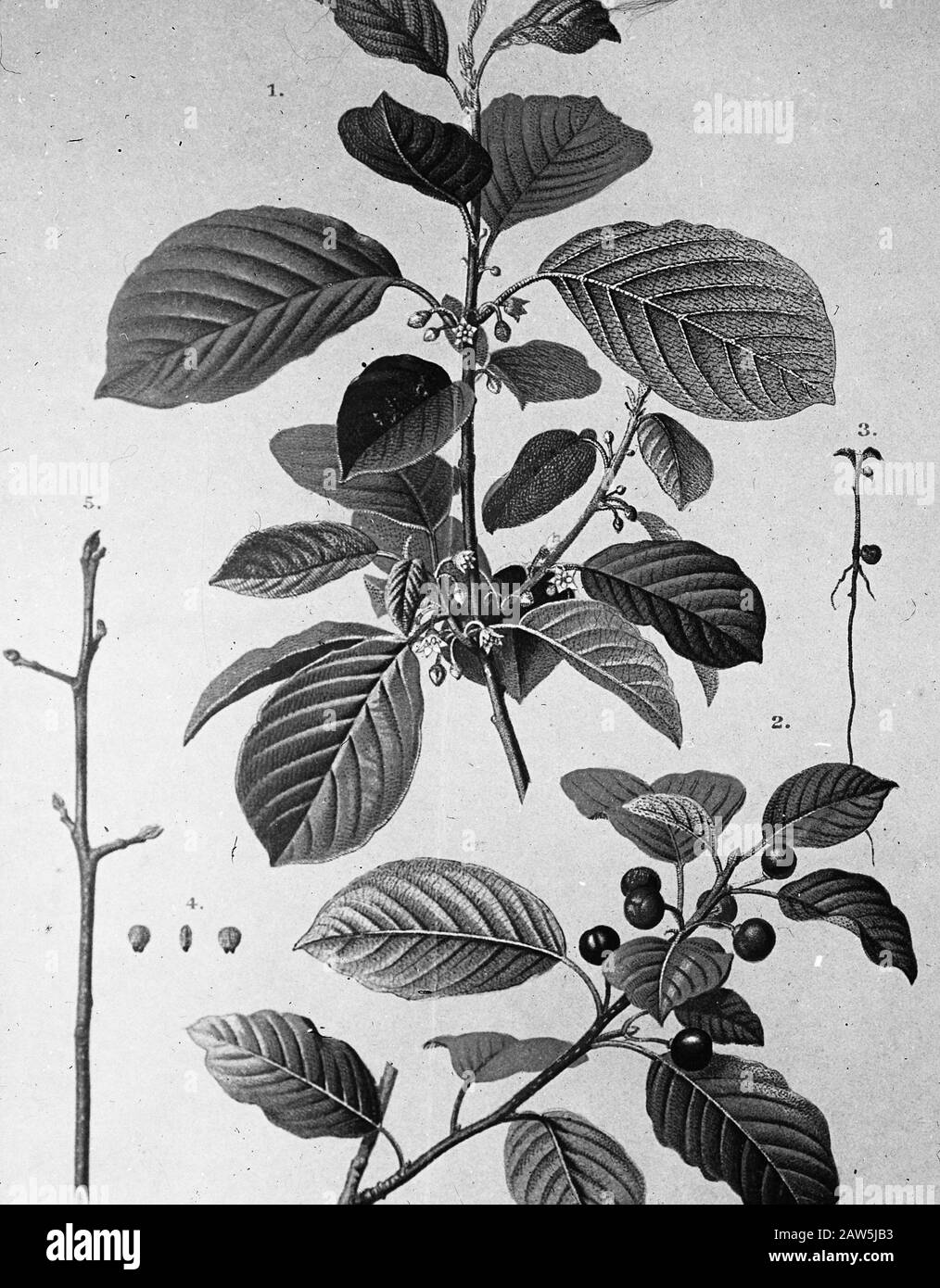Decidue, alberi, foreste, viali, botaniche, Rhamnus Frangula (buckthorn) Data: Parole Chiave dense: Alberi, foreste, botaniche, viali, latifoglie Nome Persona: Rhamnus frangula (buckthorn) Foto Stock