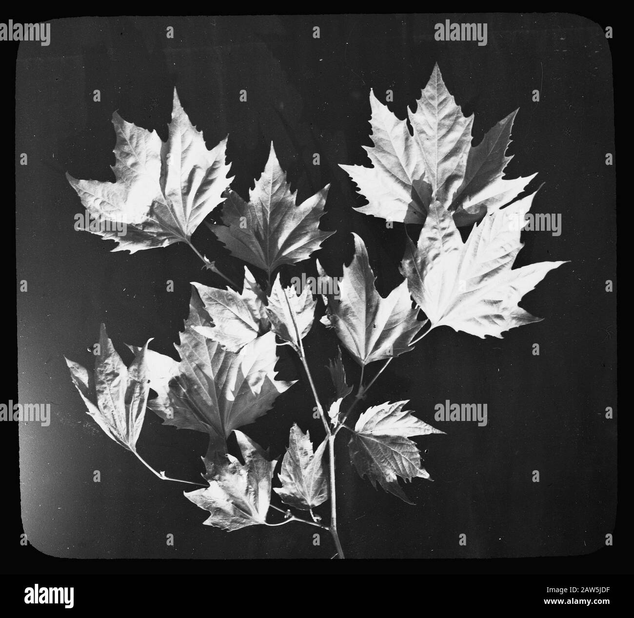 Decidue, alberi, foreste, viali, botanici, platanus acerifolius Data: Parole Chiave dense: Alberi, foreste, botanici, viali, latifoglie Nome: Platanus acerifolius Foto Stock