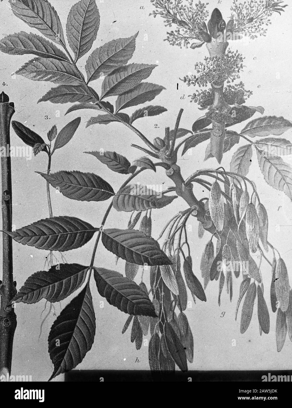 Decidue, alberi, foreste, viali, botaniche, Fraxinus excelsior Data: Parole Chiave dense: Alberi, foreste, botaniche, viali, latifoglie Nome: Fraxinus excelsior Foto Stock