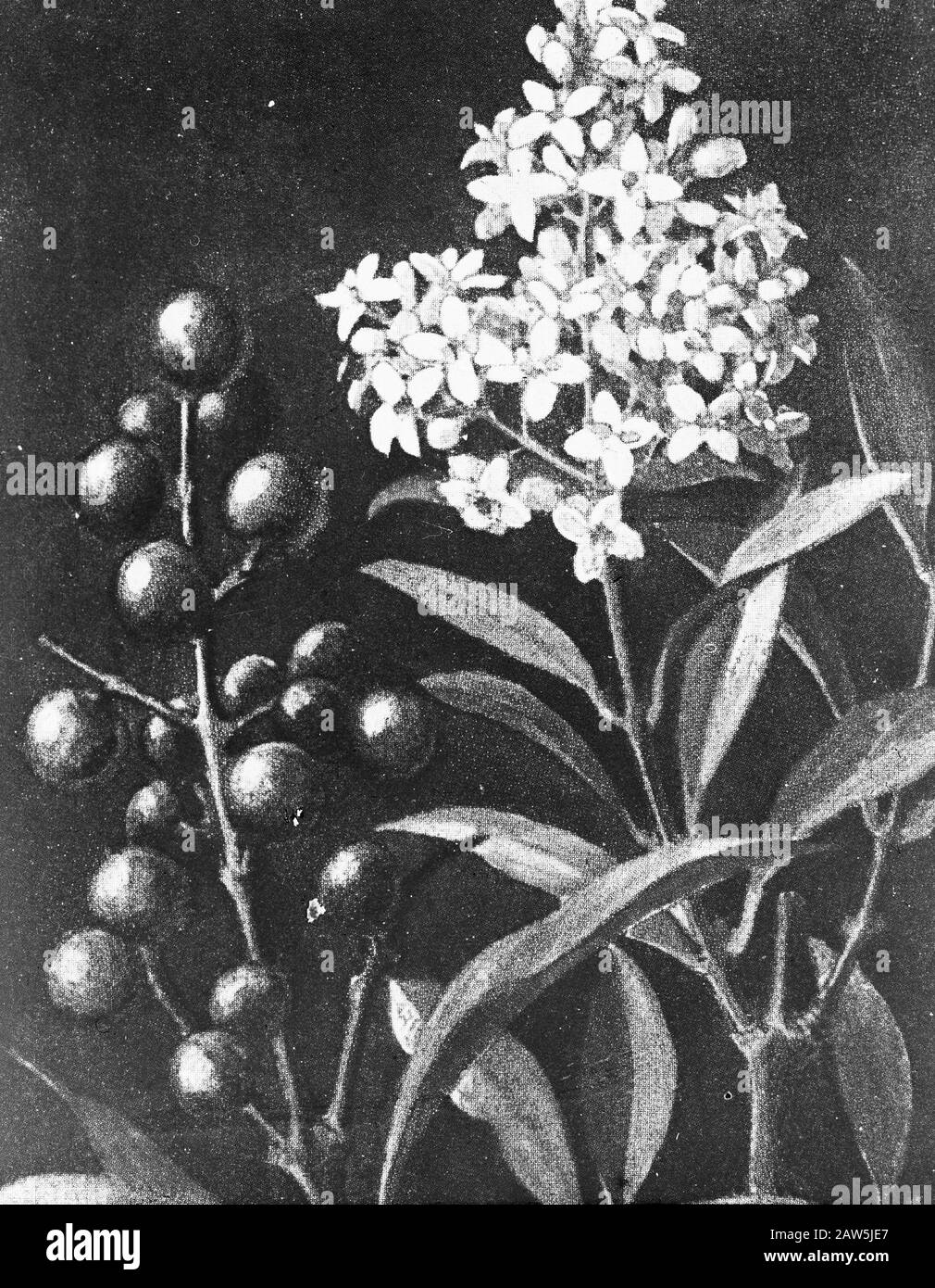 Decidue, alberi, foreste, viali, botaniche, Ligustrum vulgare Data: Parole Chiave dense: Alberi, foreste, botaniche, viali, latifoglie Nome Persona: Ligustrum vulgare Foto Stock