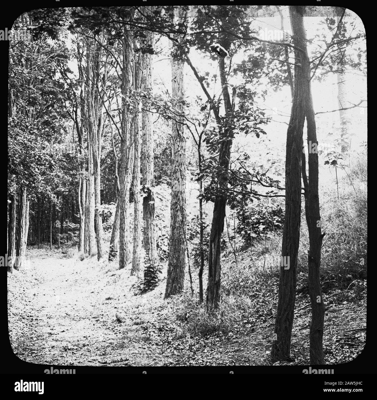 Decidue, alberi, foreste, viali, botaniche, querce Data: Parole Chiave dense: Alberi, foreste, botaniche, viali, latifoglie Nome Persona: Quercia Foto Stock