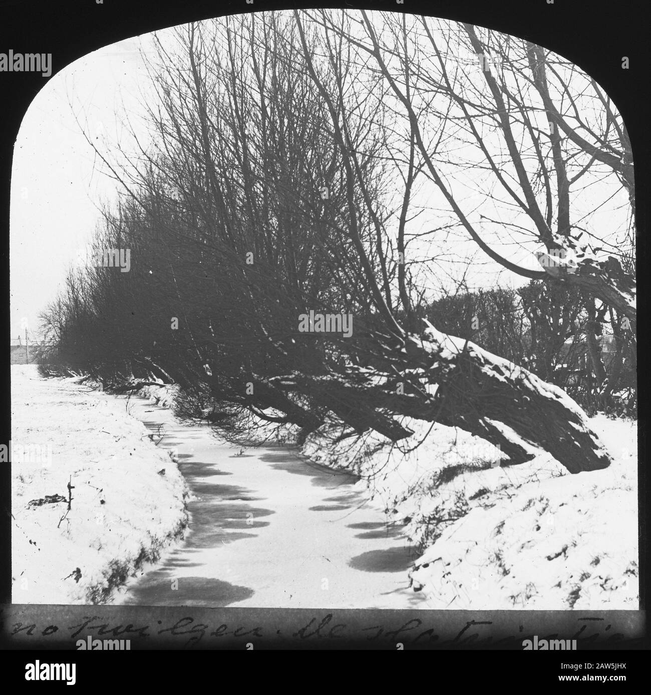 Decidue, alberi, foreste, viali, botaniche, salici Data: Parole Chiave dense: Alberi, foreste, botaniche, viali, latifoglie Nome Persona: TADS Foto Stock