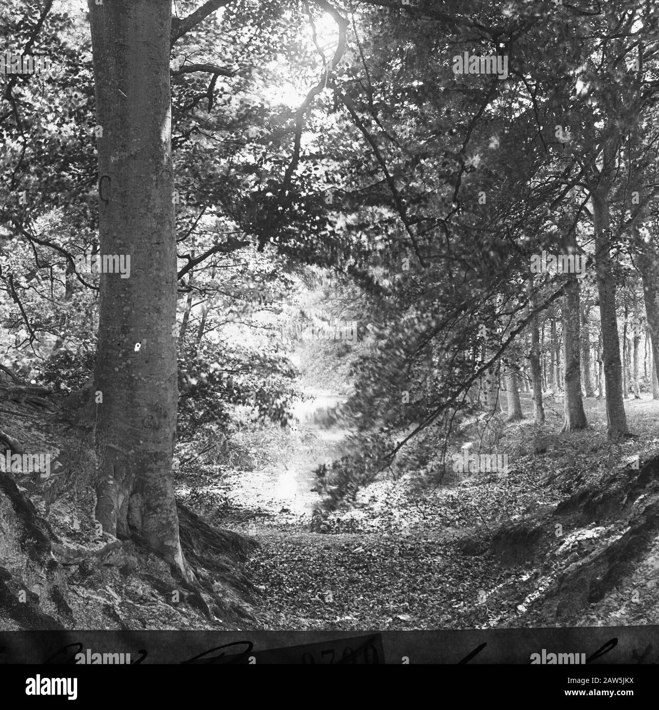 Decidue, alberi, foreste, viali, botaniche, faggi Data: Parole Chiave dense: Alberi, foreste, botaniche, viali, latifoglie Nome Persona: Faggio Foto Stock