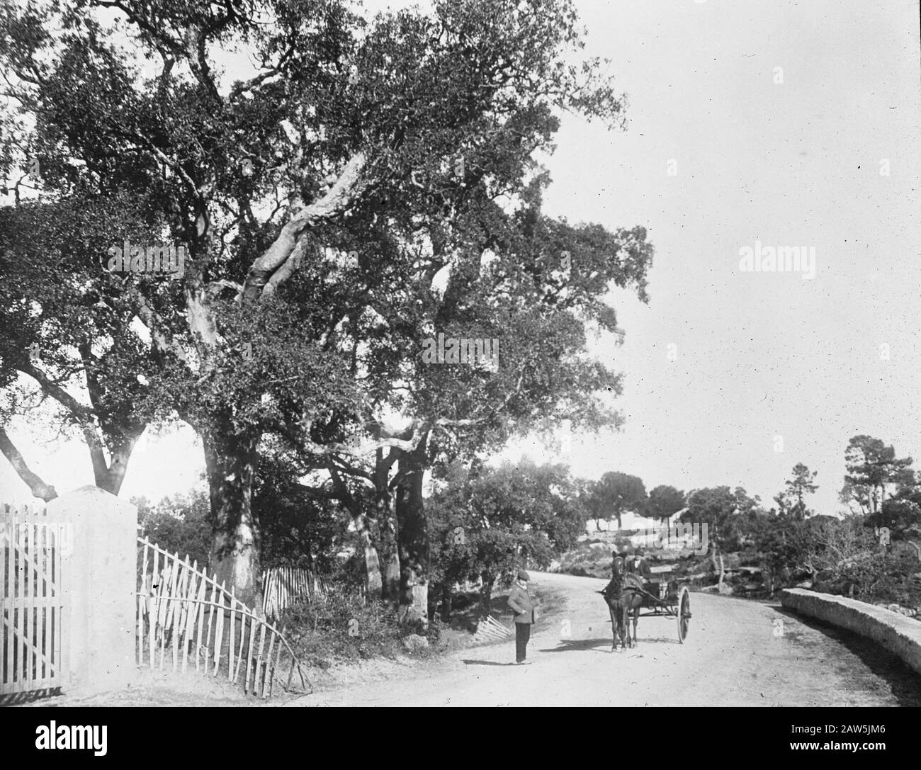 Decidue, alberi, foreste, viali, botaniche, forestali, sughero Data: Unundated luogo: Francia Parole Chiave: Alberi, foreste, boschi, botaniche, viali, latifoglie Nome persona: Cork Oak Foto Stock