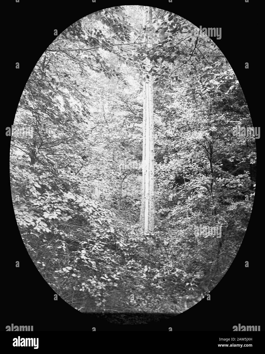 Legno di carta / fulmini danni / / Data: Non ondolato posizione: Doorwerth Parole Chiave: Inorganico, danno Persona Nome: Abete Foto Stock