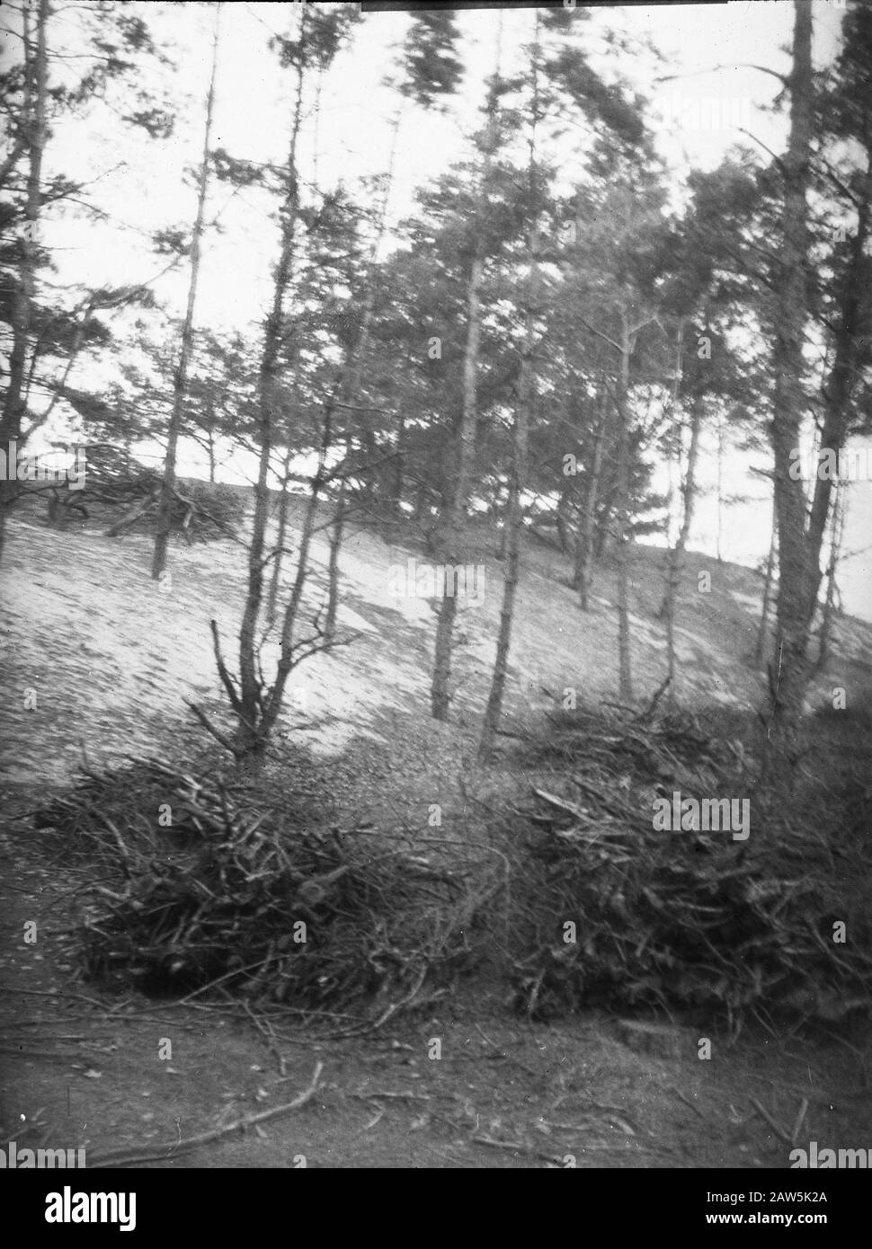 Carta legno Data: Parole Chiave non date: Inorganico, danno, sabbie mobili Nome Persona: Cozze sabbia Foto Stock